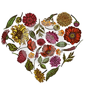 Heart floral design with colored poppy flower, gerbera, sunflower, milkweed, dahlia, veronica