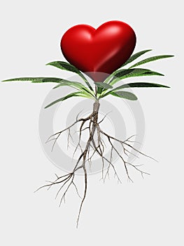 Heart Flower Metaphor Isolated