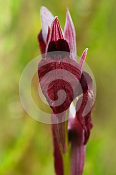 Heart Flowered Serapias flower - Serapias cordigera