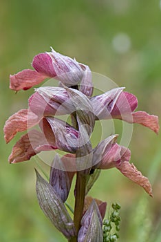 Heart-flowered Tongue Orchid, Serapias cordigera