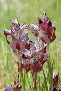 Heart-flowered Tongue Orchids, Serapias cordigera