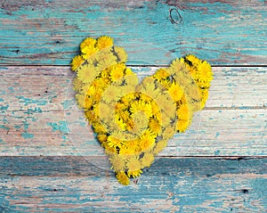 Heart form from yellow dandelions on old turquoise wooden background.