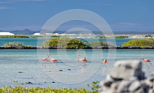 Heart formed by two flamingos in the salt flats in Bonaire netherlands antilles