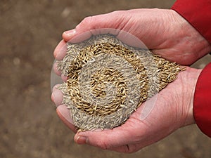 Heart from grass seeds, closeup