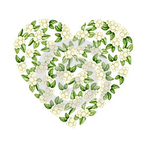 Heart of green leaves and white berries. Watercolor illustration for Christmas, birthday, wedding, Valentine\'s Day.