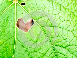 Heart hole shape on leaf