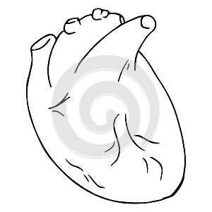 Heart icon. Vector illustration of a human heart. Anatomical heart hand drawn