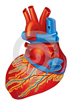 Heart inferior view