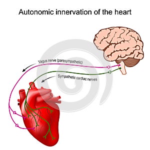 Heart innervation. Autonomic nervous system