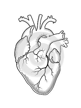 Heart. The internal human organ, anatomical structure.