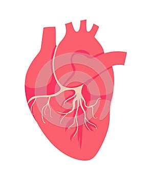 The heart is the internal organ of human. Symbol of Cardiology