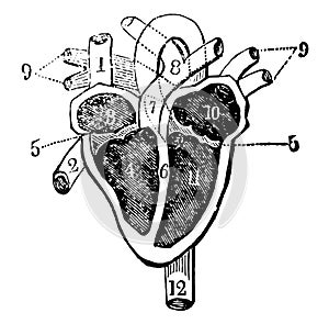 Heart and its Chambers, vintage illustration