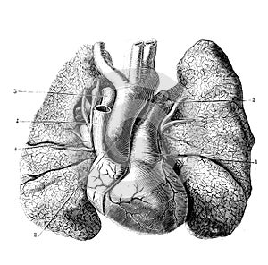 Heart and large vessels and lungs front side in the old book D`Anatomie Chirurgicale, by B. Anger, 1869, Paris