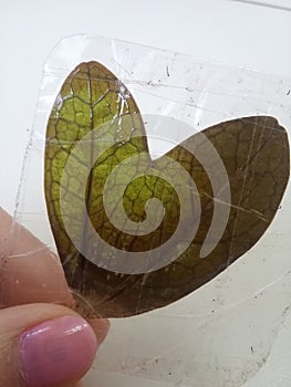 Heart leaf