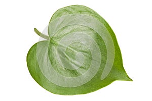 Philodendron