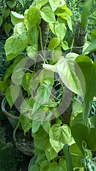 Heart leaf Philodendron brasil houseplant