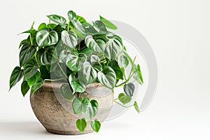 Heart-leaf Philodendron (Philodendron hederaceum)in Flowerpot Closeup, Philodendron Macro House Plant photo