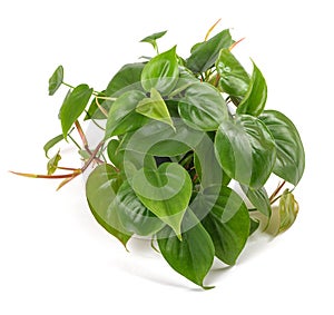 Heart leaf Philodendron photo