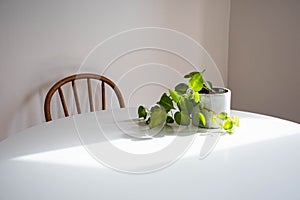 Heart Leaf Philodendron in a pot on a white table