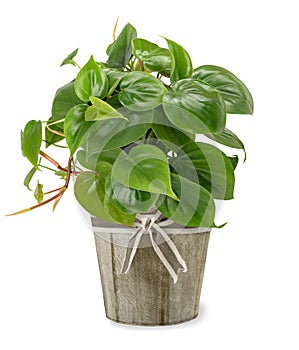 Heart leaf Philodendron in vase