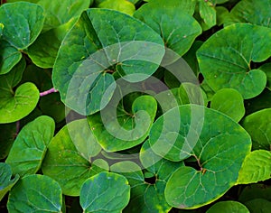 Heart Leaf Wild Ginger Asarum canadense