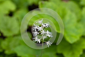 Heart leaved foamflower, Tiarella cordifolia photo