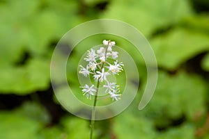 Heart leaved foamflower, Tiarella cordifolia photo