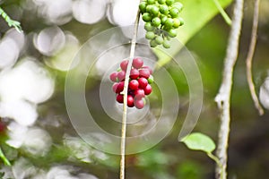 Heart-leaved moonseed fruits. herb.