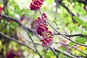 Heart-leaved moonseed fruits. herb.