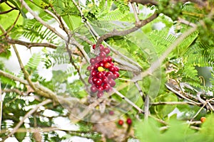 Heart-leaved moonseed fruits. herb.