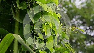 Heart-leaved moonseed green leaves herb