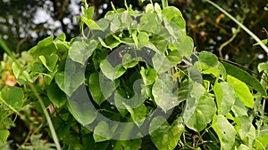 Heart-leaved moonseed green leaves herb