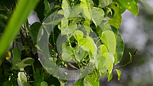 Heart-leaved moonseed green leaves herb