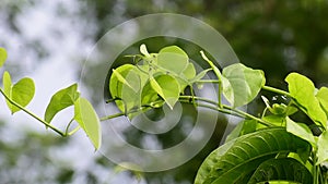 Heart-leaved moonseed green leaves herb