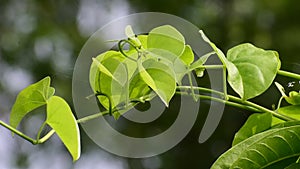 Heart-leaved moonseed green leaves herb