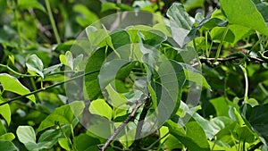 Heart-leaved moonseed green leaves herb