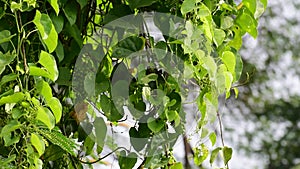 Heart-leaved moonseed green leaves herb