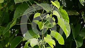 Heart-leaved moonseed green leaves herb