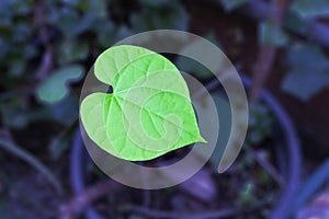 Heart-leaved moonseed leaf