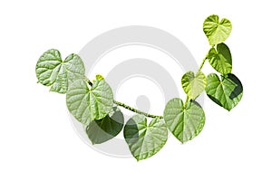 Heart-leaved moonseed plant isolate on white background photo