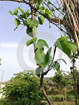 heart-leaved moonseed Tinospora cordifolia