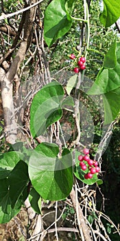 heart-leaved moonseed Tinospora cordifolia