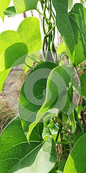 heart-leaved moonseed Tinospora cordifolia