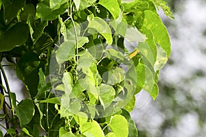 Heart-leaved moonseed ( Tinospora cordifolia )