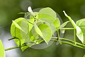 Heart-leaved moonseed ( Tinospora cordifolia ) green leaves herb