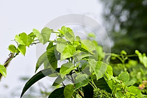 Heart-leaved moonseed ( Tinospora cordifolia ) green leaves herb