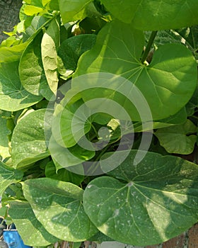 Heart-leaved moonseed Tinospora cordifolia. Guduchiandgiloy, flower.