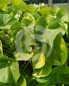 Heart-leaved moonseed Tinospora cordifolia. Guduchiandgiloy, flower.