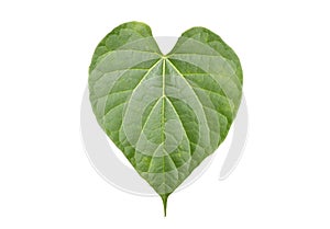 Heart-leaved moonseed on white background