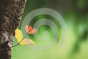 Heart leaves growing of the big tree